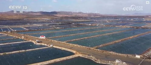 温暖护航，服务专班精准施策，筑牢渔业畜牧业生产安全基石