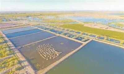 农业十年展望 畜牧渔业饲料领域的前景与价格挑战